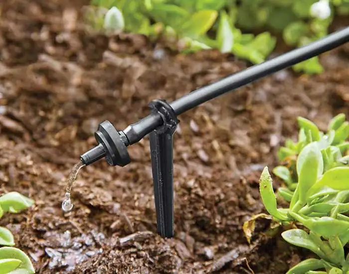 Royal Sketch Landscape - Drip Irrigation