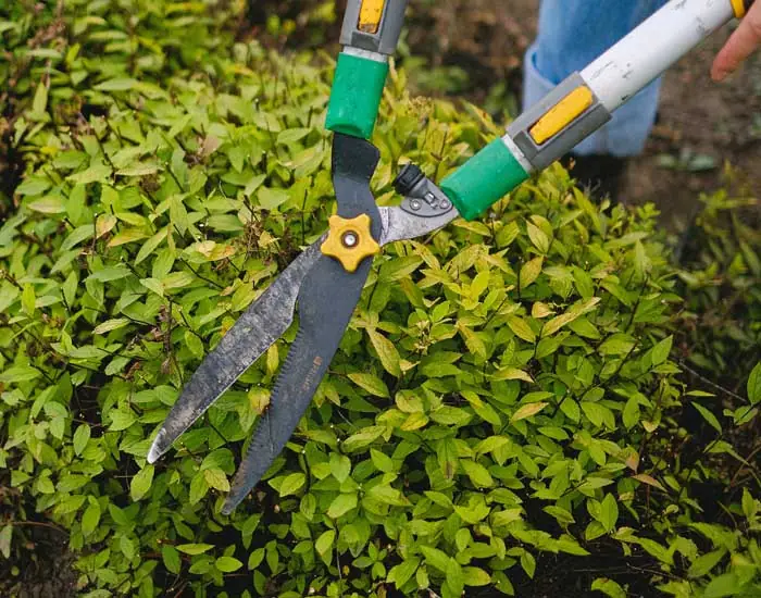 Garden Maintenance - Royal Sketch Landscape