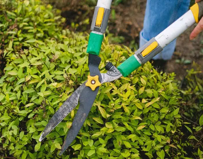 Royal Sketch Landscape - Garden Maintenance
