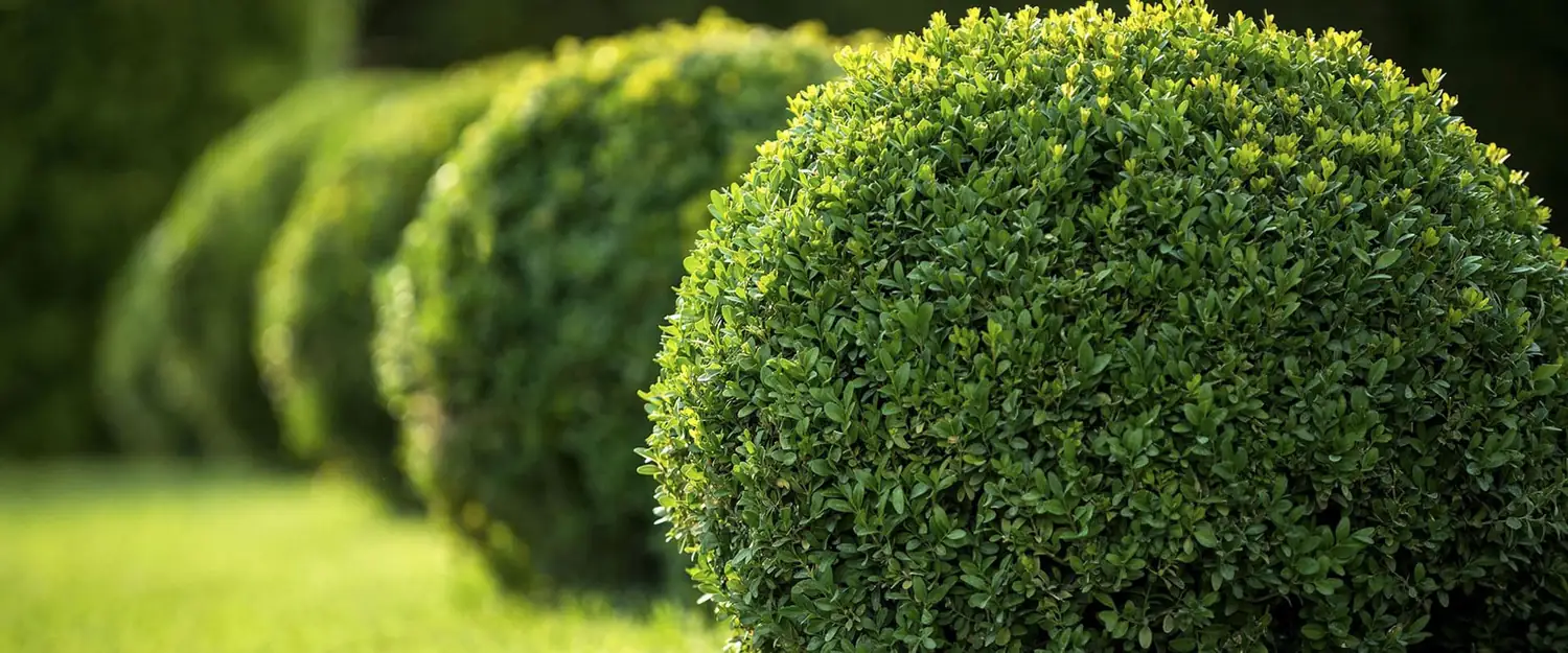 Royal Sketch Landscape garden project