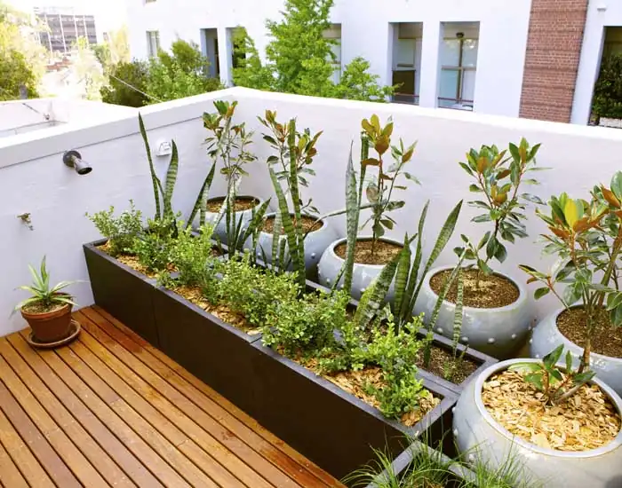 Royal Sketch Landscape - Terrace Gardening
